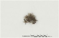 藏品(粗齒雉尾苔)的圖片